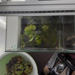 水草　３種類　放置のため状態は悪
