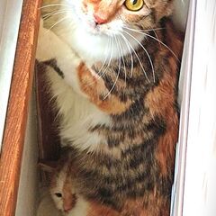 44匹多頭飼育崩壊から救った美三毛ちゃん