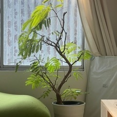 エバーフレッシュ