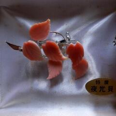 夜行貝　ブローチの画像