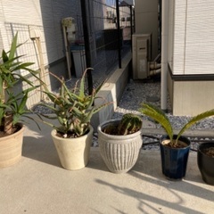 植物5点セット　ユッカ　アロエ　サボテン　ソテツ　鉢
