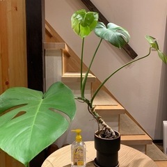 観葉植物、ポット付き⑥の画像