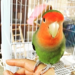 コザクラインコを探しています。