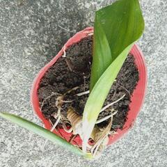 ハラン　株分けしましたの画像