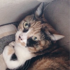 美猫　元飼い猫の三毛猫さん - 青梅市