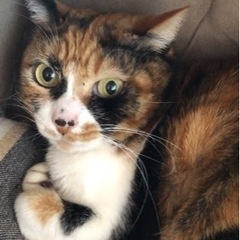 美猫　元飼い猫の三毛猫さん - 猫