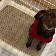 黒　(茶色混じり)トイプードル  - 犬