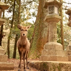 カメラ友だちの募集です！ - 奈良市