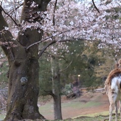 カメラ友だちの募集です！ - 友達