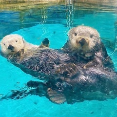海の中道 マリンワールド 水族館 チケット 特別入館券 入場券 1枚