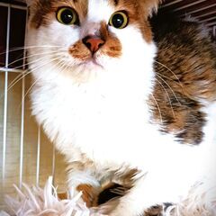 44匹多頭飼育崩壊から救った三毛子