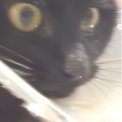 黒猫ちゃん飼える方いませんか😭 - 大分市