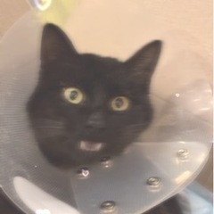 黒猫ちゃん飼える方いませんか😭 - 猫