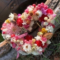 ハイブリッドスターチス  の画像