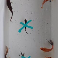 鉄魚