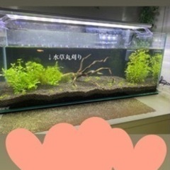 本日限定　メダカ、ミナミヌマエビ、水槽、水草、ライト全てセット