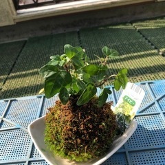 ③ 苔玉　アイビー？