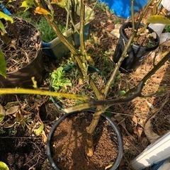 小原紅早生4年生苗木の画像