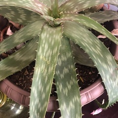 観葉植物　ビワ　アロエ