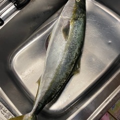 魚捌きます！（鱗・内臓処理まで）