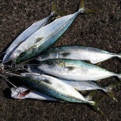 一緒に釣りに行ってくれる釣り友募集です