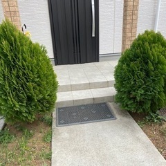 木2本の画像