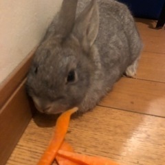 うさぎ