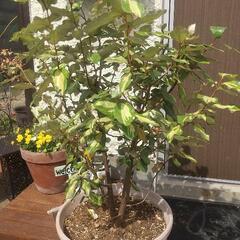 斑入りのぐみの木　4年生　