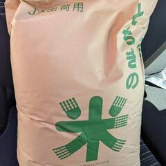 栃木のお米