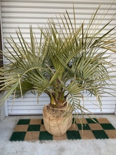 ココスヤシ☆シンボルツリーNo.1