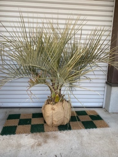 ココスヤシ☆シンボルツリーNo.2