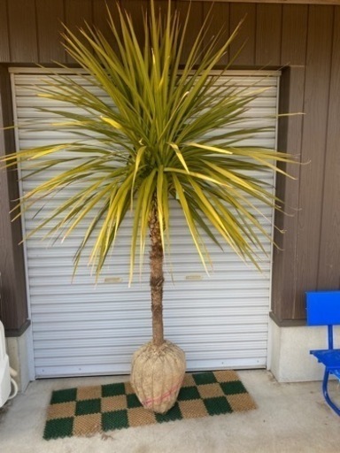 ドラセナ☆ニオイシュロラン★シンボルツリーNo.1