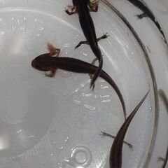 オキナワシリケンイモリベビー③の画像