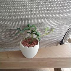 シュガーバイン造花の画像