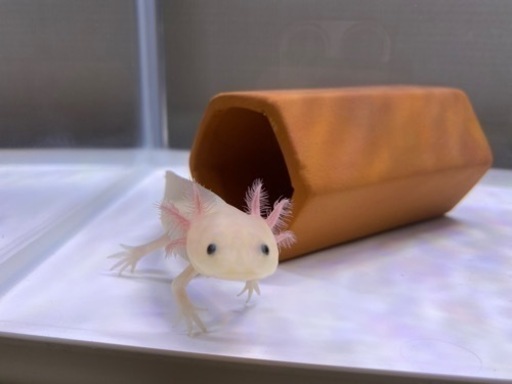 ウーパールーパー