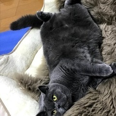 純種ぶりブリティッシュショットヘア里親募集
