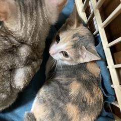 保護猫！子猫ちゃん