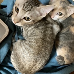 保護猫！子猫ちゃん - 大田市
