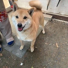 5歳　柴犬の女の子　サチちゃん