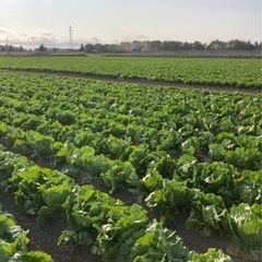 便利屋スタッフ　大募集の画像