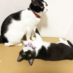ツンデレでそっくりな仲良し親子。お留守番ばっちり。