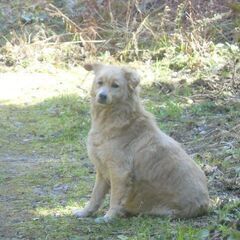 山の犬の里親になりませんか