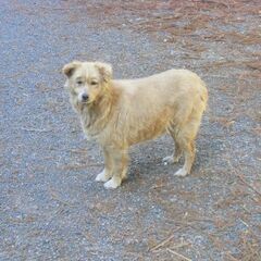山の犬の里親になりませんか - 福岡市