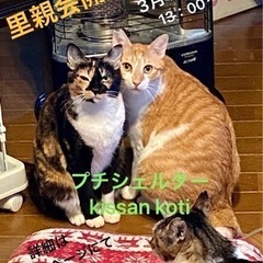 保護猫里親会開催　3/19(土)13:00〜