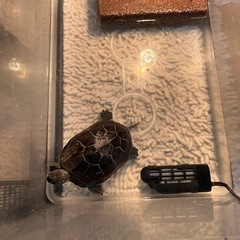 クサガメ2才