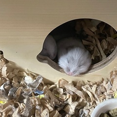 ジャンガリアンハムスターの赤ちゃん※残り2匹の募集
