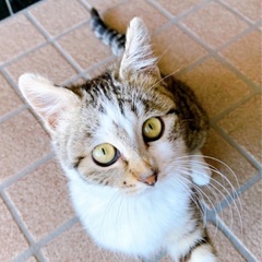 キジトラにゃんこの里親募集！