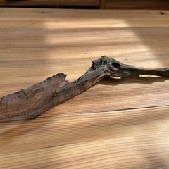 流木4点セット