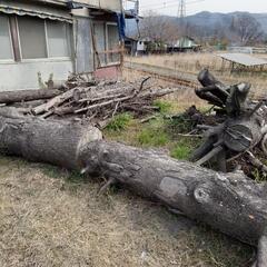 伐採木　薪にどうですか？