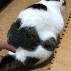 【猫　推定10歳】里親さん募集します(みー♀：人懐っこさでは負けません) - 里親募集